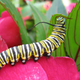 Monarch caterpillar snacking on leaf